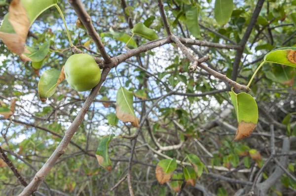 Manchineel owoce na drzewie — Zdjęcie stockowe