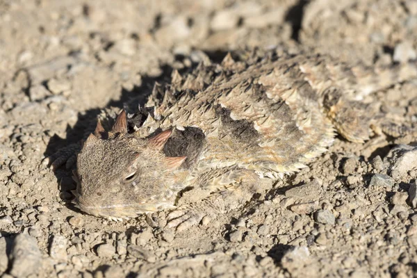 Horned lizard gecamoufleerd op grond — Stockfoto