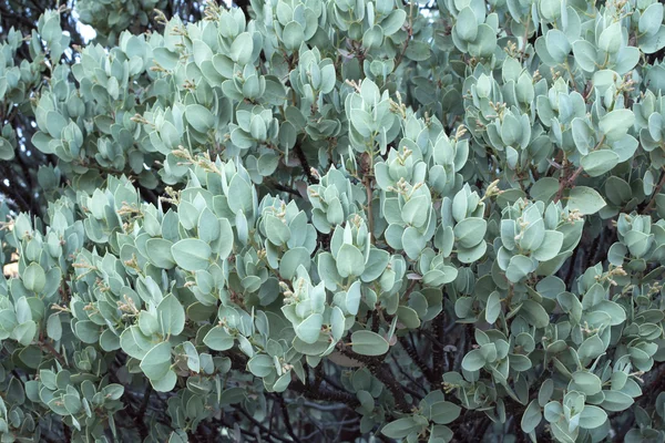 Grand arbre de manzanita de baie avec des bourgeons — Photo