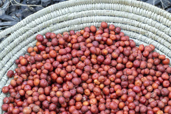 Récolte Baies Manzanita Rouge Sauvage Dans Panier Enroulé Primitif Images De Stock Libres De Droits