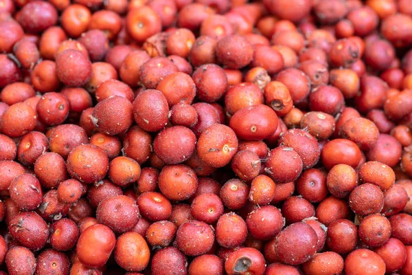 Macro Closeup Halom Vad Piros Arctostaphylos Manzanita Bogyók Jogdíjmentes Stock Fotók