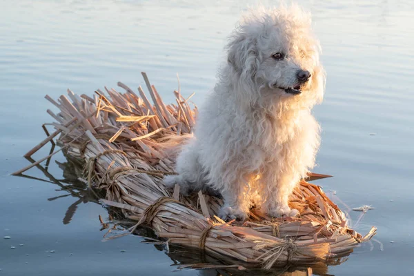 Caniche Branco Fofo Misturar Cão Sentado Sorrindo Enquanto Flutua Jangada — Fotografia de Stock