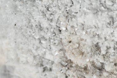 Makro yakın plan beyaz deniz tuzu kristalleri kırbaç yosunu üzerinde buharlaştı.