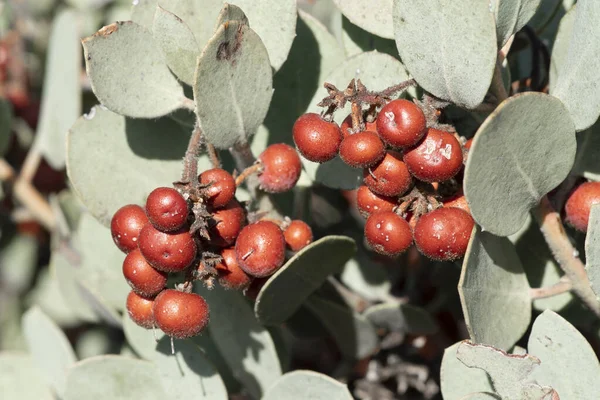 Close Rode Arctostaphylos Manzanita Bessen Met Grijsgroene Bladeren — Stockfoto