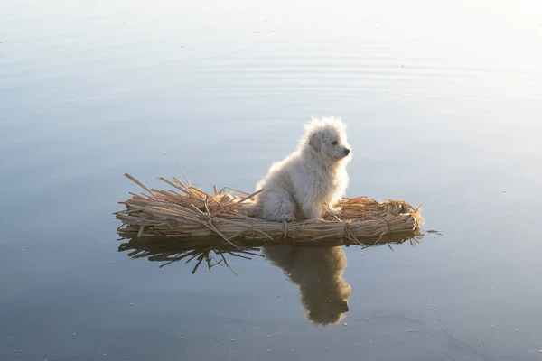 Scruffy Chien Mélange Caniche Blanc Flottant Seul Sur Radeau Primitif Photo De Stock