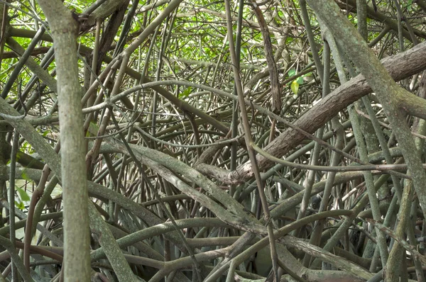纠结的红树林 — 图库照片