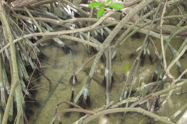 Mangrovové kořeny — Stock fotografie