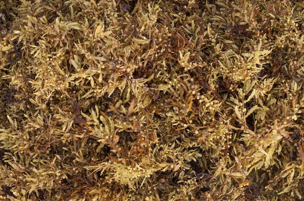 Sargassum fluitans-Algen — Stockfoto
