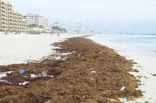 Deșeuri din mare — Fotografie, imagine de stoc