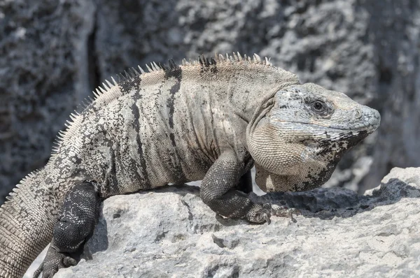 Iguana na skale — Zdjęcie stockowe