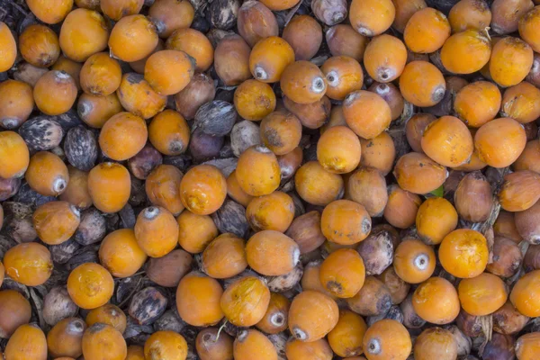 Fruto comestible de palmera reina caído en el suelo — Foto de Stock