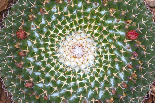 Mammillaria cactus pattern closeup — Stock Photo, Image