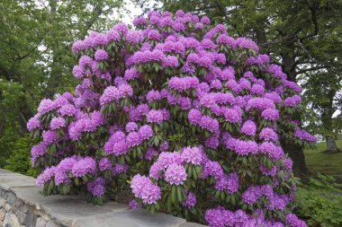 Huge rhododendron flowers in full bloom clipart