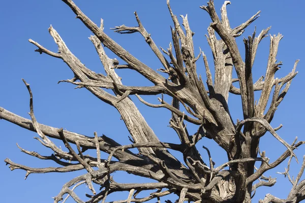 Árbol seco muerto dentado bajo el cielo azul —  Fotos de Stock