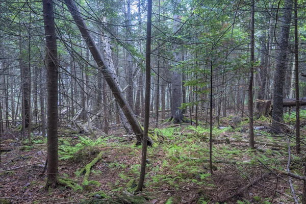 Dense wilderness forest in coastal Maine — Stock Photo, Image