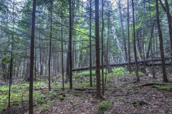 Dense forested hillside in Maine — Stock Photo, Image