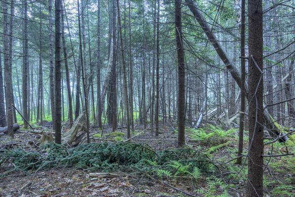 Dense pine forest of Maine — Stock Photo, Image