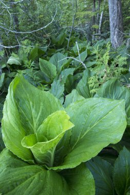 Lush green skunk cabbage in forest