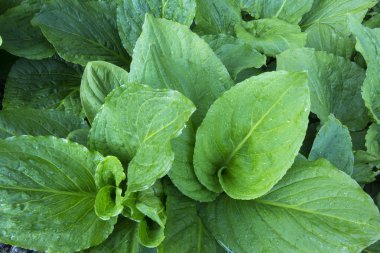 Skunk cabbage top view