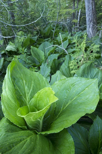 Lush green skunk cabbage in forest — Stock fotografie