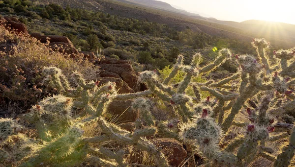 Warm desert sunrise and chollas cactus — Stock Fotó