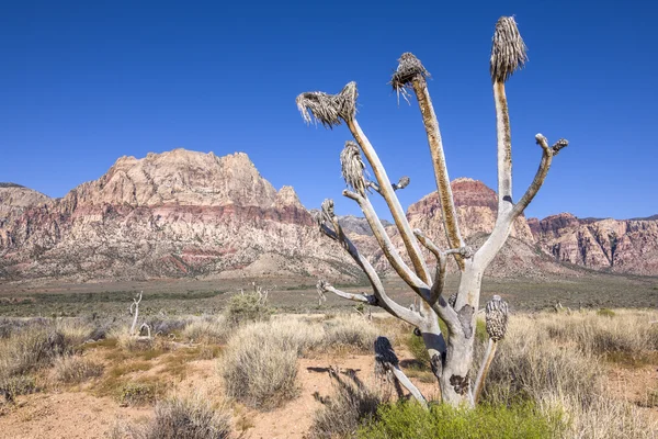 Dead Joshua tree in Red Rock Canyon desert, Nevada — Stock Fotó