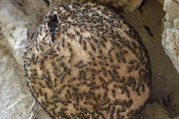 Huge wasp nest — Stock Photo, Image