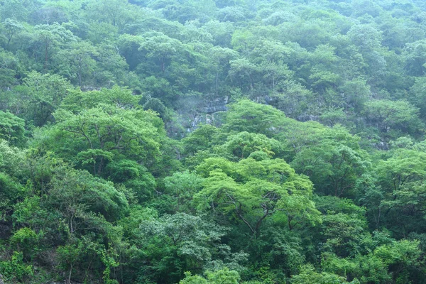 陡峭的中美洲丛林景观 — 图库照片