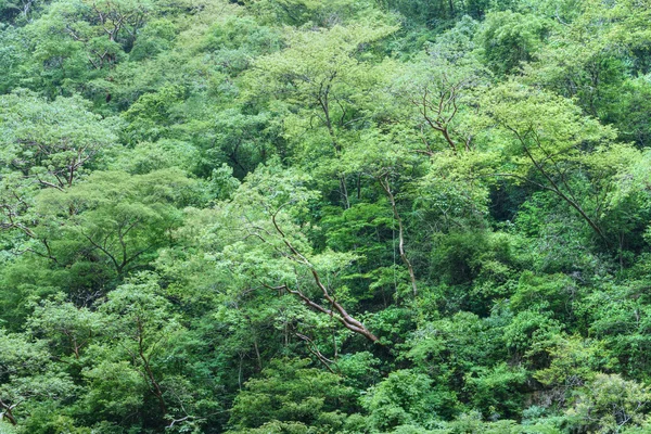 Dense tropical rainforest — Stock Photo, Image