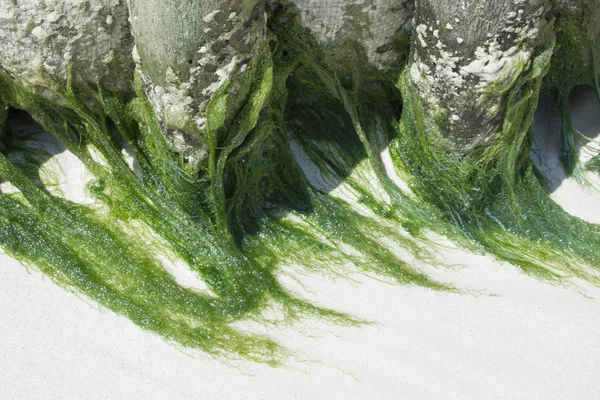 Přírodní zelené mořské řasy — Stock fotografie