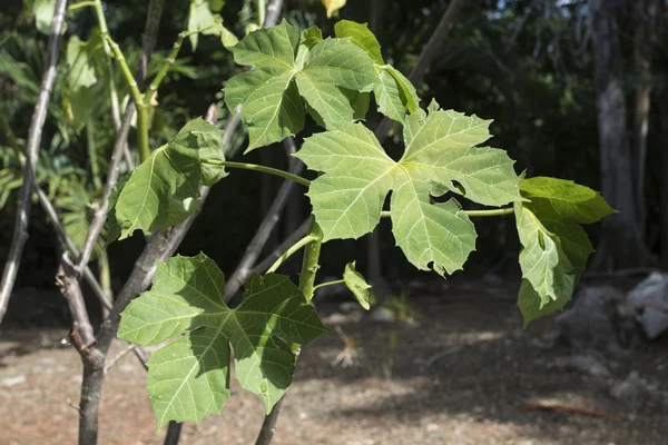 Chaya tree growing in Yucatan jungle Stock Picture