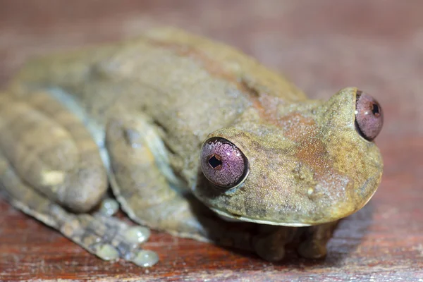 Amazon green tree frog — Stock Photo, Image