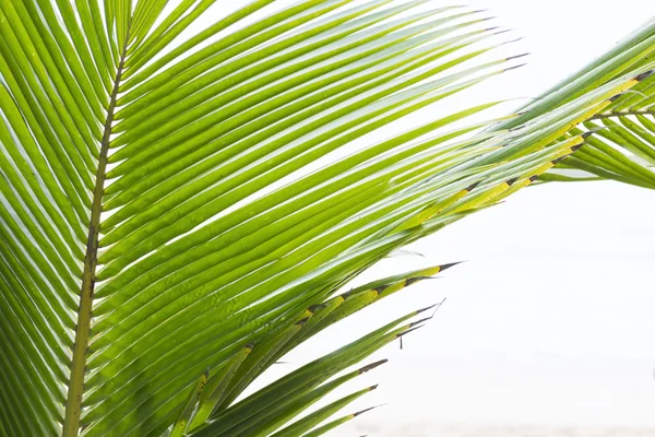 Hoja de palma sobre blanco —  Fotos de Stock