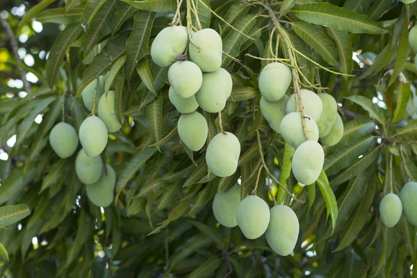 Groene mango's opknoping op boom — Stockfoto