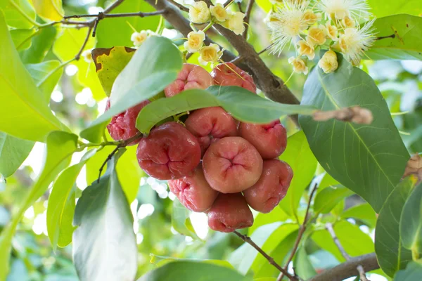 Syzygium jambos pommes de cire sur l'arbre — Photo