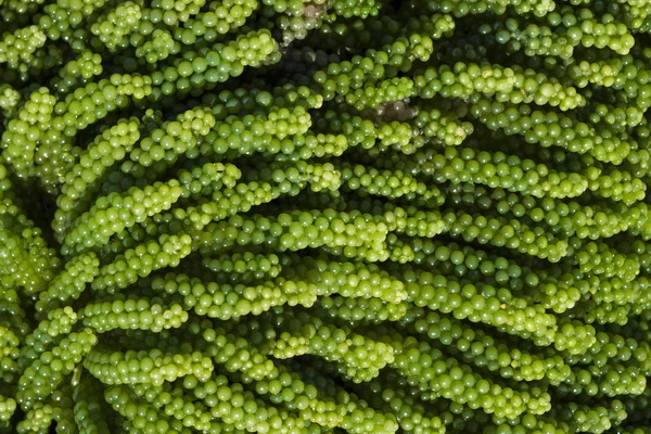 Caulerpa racemosa raisin de mer — Photo