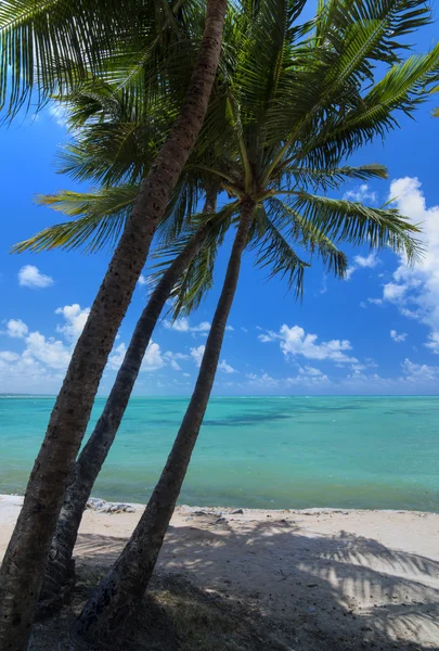 Tropisch strand met drie kokospalmen — Stockfoto