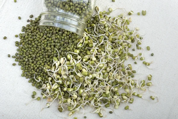 発芽と全体の緑豆 — ストック写真