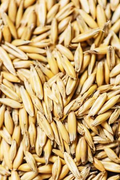 Whole wheat grains — Stock Photo, Image