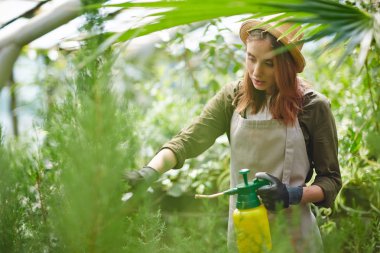 Çiftçi sulama Mazı (bitki)