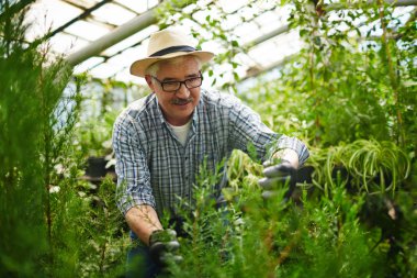 Mazı (bitki) dikkat çekici çiftçi