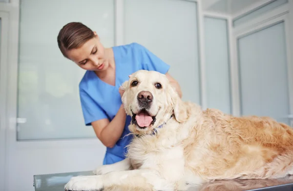 Tierarzt untersucht Hund — Stockfoto