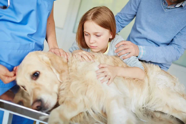 Chica mirando enfermo mascota — Foto de Stock