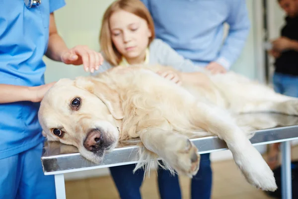 Perro acostado en la mesa médica — Foto de Stock