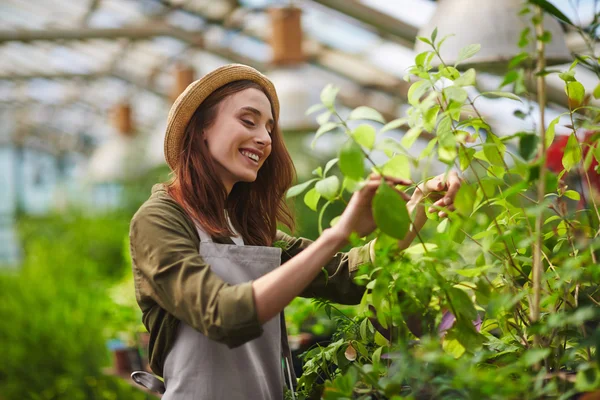 Agricultor que trabalha em casa verde — Fotografia de Stock