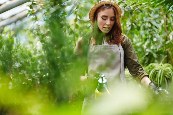 Agricoltore che innaffia thuja — Foto Stock