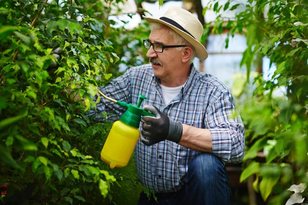 Mann gießt Pflanzen — Stockfoto