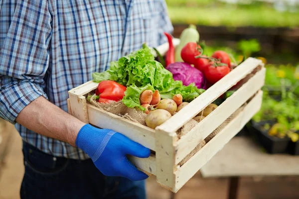 Jardinero sosteniendo verduras — Foto de Stock