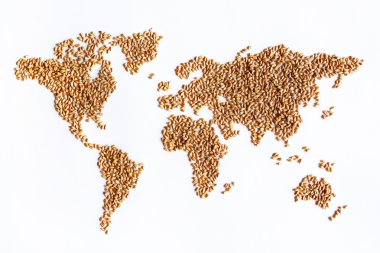 world map of wheat