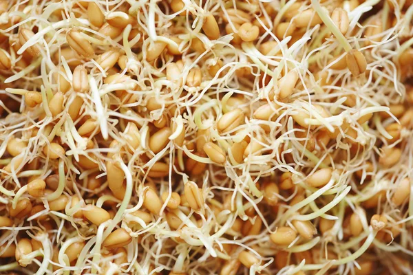 Молодые зерна пшеницы — стоковое фото